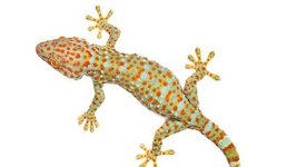 Green-orange salamander named Gluey.