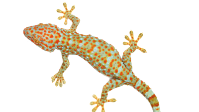 PVB-Klebstoff für die optimale Haftung Grün-oranger Salamander namens Gluey.